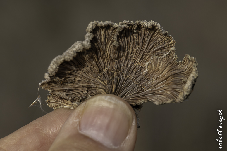 emily renzel wetlands 2026